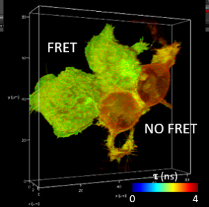 FLIM-FRET with ECFP-EYFP